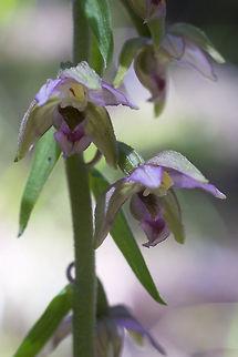 Broad-leaved Helleborine  Broad-leaved Helleborine,Epipactis helleborine,Geotagged,Summer,United States