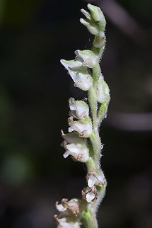 Rattlesnake plantain the leaves of this one are actually more impressive than the flowers Geotagged,Goodyera oblongifolia,Summer,United States,western rattlesnake plantain