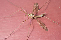 Crane fly I found this fellow on my own front door. I'm pretty sure this one is a native crane fly, not an invader, but I'm working on which one.<br />
Tipula praecisa Tipula praecisa