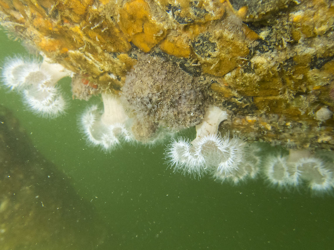 Plumose anemones These ones are small sized, but under the right conditions these can grow to several feet long. Geotagged,Metridium farcimen,Plumose anemone,Summer,United States