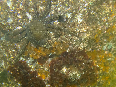 Kelp Crab  Geotagged,Pugettia productus,Summer,United States