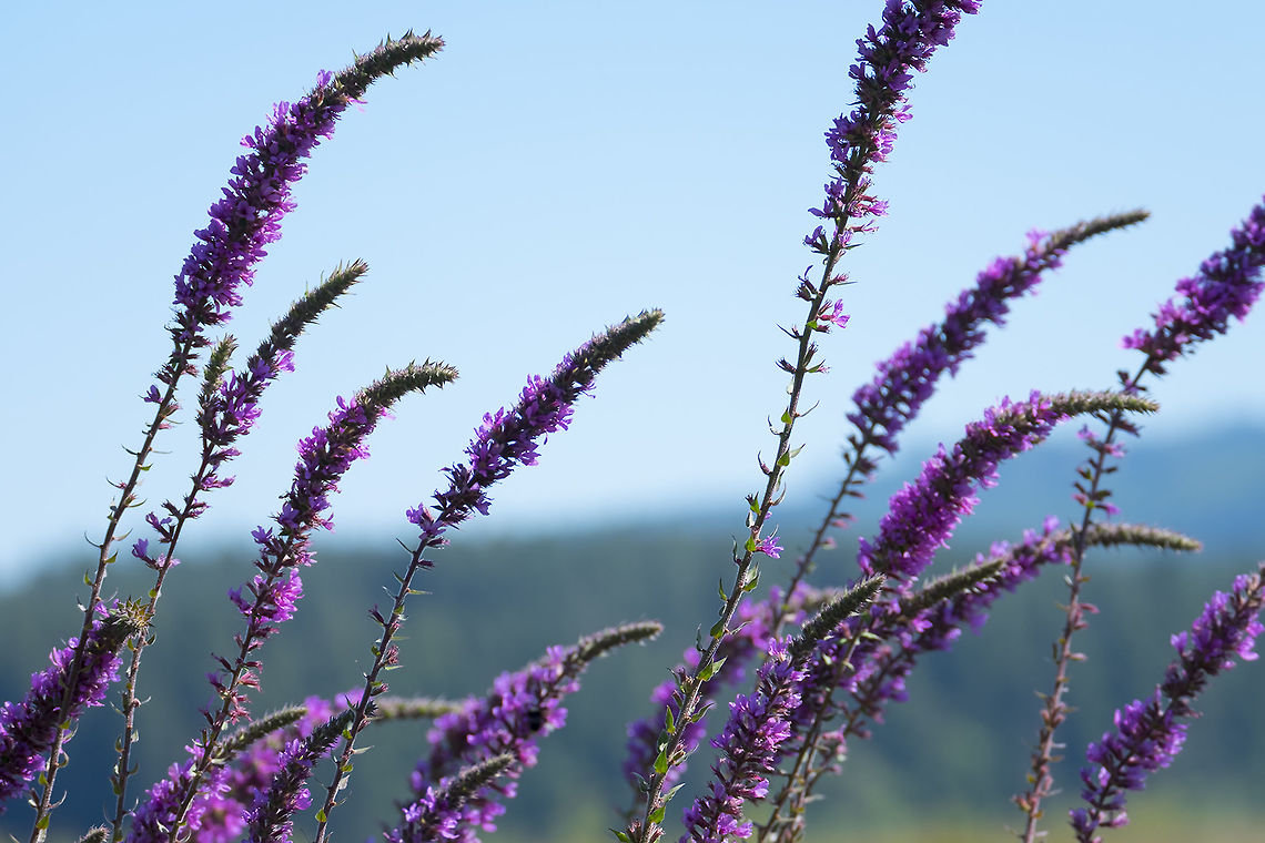 Purple loosestrife introduced - noxious weed! Geotagged,Lythrum salicaria,Purple loosestrife,Summer,United States
