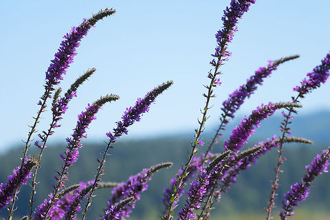 Purple loosestrife introduced - noxious weed! Geotagged,Lythrum salicaria,Purple loosestrife,Summer,United States