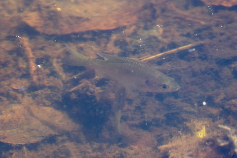 Juvenile white crappie  Geotagged,Pomoxis annularis,Summer,United States,White crappie
