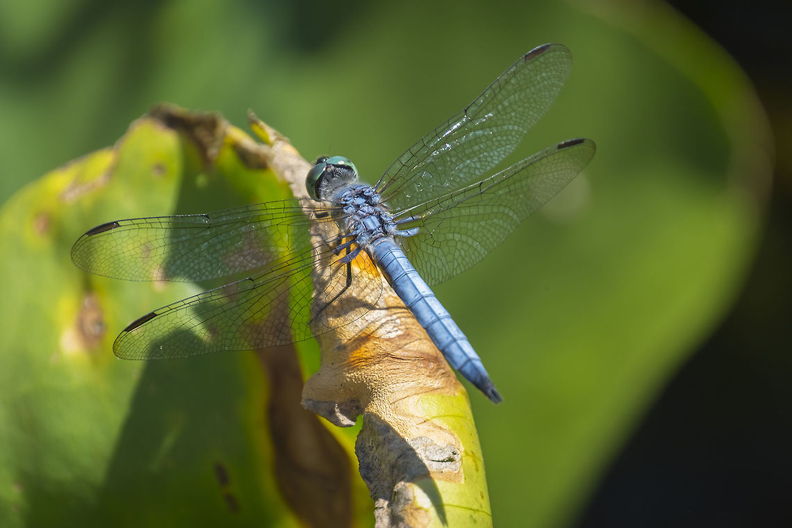 Blue dasher - male  Blue dasher,Geotagged,Pachydiplax longipennis,Summer,United States