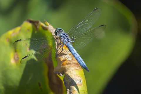 Blue dasher - male  Blue dasher,Geotagged,Pachydiplax longipennis,Summer,United States