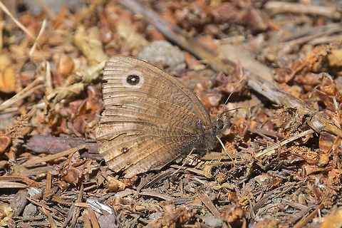 Small wood nymph these little guys look enough like leaves to be hard to see when they are not moving Cercyonis oetus,Geotagged,Small wood-nymph or dark wood-nymph,Summer,United States