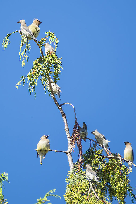 Cedar Waxwings even though it&#039;s summer, they were congregated in a large flock Bombycilla cedrorum,Cedar Waxwing,Geotagged,Summer,United States