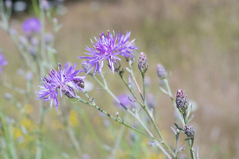 Russian knapweed introduced Geotagged,Rhaponticum repens,Russian knapweed,Summer,United States