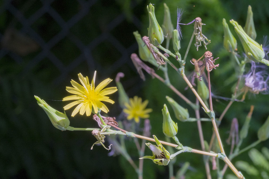 Common sow thistle introduced Common sowthistle,Geotagged,Sonchus oleraceus,Summer,United States