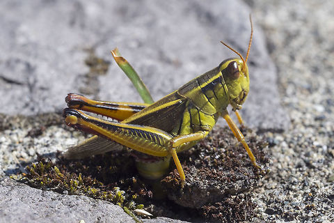 Female Red-legged grasshopper laying eggs  Geotagged,Melanoplus femurrubrum,Red-legged Grasshopper,Summer,United States