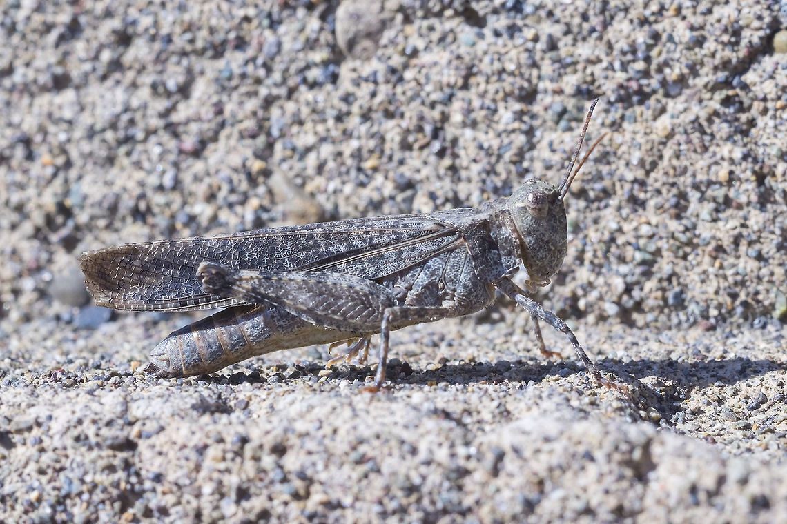 Grasshopper - looking for ID there are a few that match this one pretty well, so I've gone to the experts at BugGuide - many thanks BG for another ID! Crackling Forest Grasshopper,Geotagged,Summer,Trimerotropis verruculata,United States