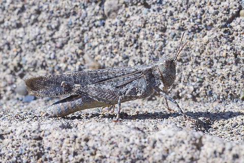 Grasshopper - looking for ID there are a few that match this one pretty well, so I've gone to the experts at BugGuide - many thanks BG for another ID! Crackling Forest Grasshopper,Geotagged,Summer,Trimerotropis verruculata,United States