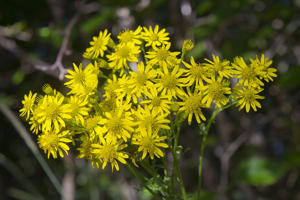 Streambank butterweed  Geotagged,Packera pseudaurea,Summer,United States