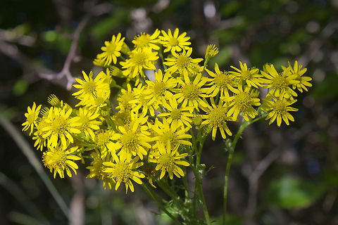 Streambank butterweed  Geotagged,Packera pseudaurea,Summer,United States