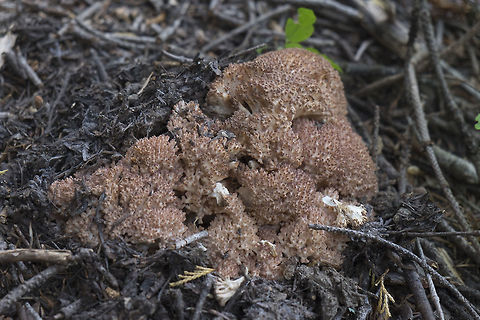 Ramaria botrytis fall fruiting ramaria Clustered coral,Geotagged,Ramaria botrytis,Summer,United States