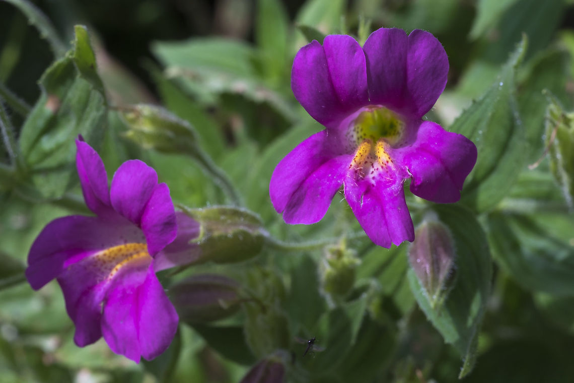 Lewis' Monkeyflower  Geotagged,Mimulus lewisii,Summer,United States