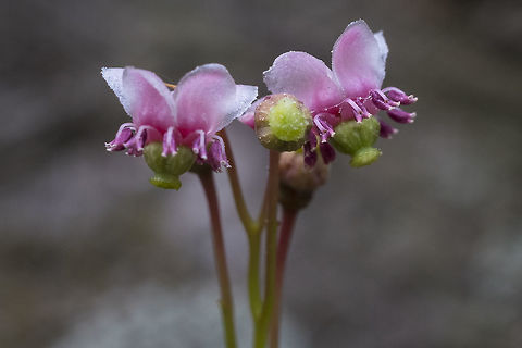 Prince's pine  Chimaphila umbellata,Geotagged,Summer,United States