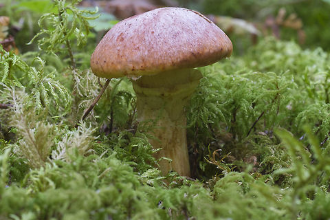 Matte Jack This is a rather small one. If it remains undisturbed it will likely grow much larger. Geotagged,Matte Jack,Suillus lakei,Summer,United States