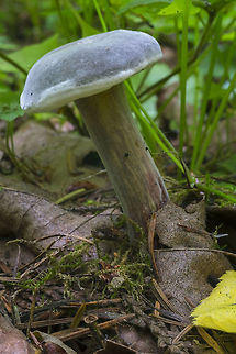 Zeller's Bolete I found some examples on Mycoweb that are very light gray like this one, so I think this is a fit for this species. Very pretty little thing. The other side where I touched it lightly darkened almost instantly. Geotagged,Summer,United States,Xerocomellus zelleri