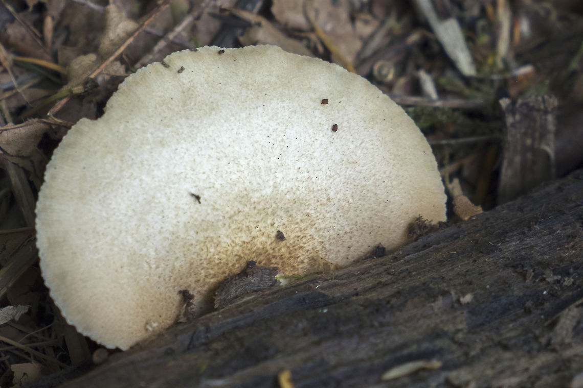 Soft Slipper  Crepidotus mollis,Geotagged,Soft Slipper,Summer,United States