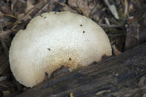 Soft Slipper  Crepidotus mollis,Geotagged,Soft Slipper,Summer,United States