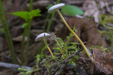 Strobilurus trullisatus It's a little early in our fall, but the mushrooms are just starting to pop. We're getting a bit of cooler, wetter weather over the next few days, so I expect that they'll be in full fruit soon. Geotagged,Strobilurus trullisatus,Summer,United States