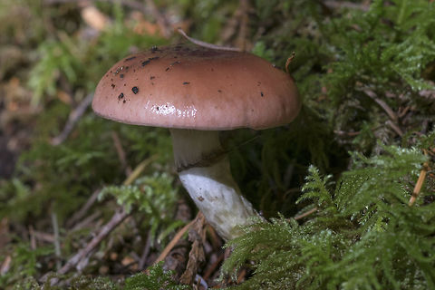 Rosy spike  Geotagged,Gomphidius subroseus,Summer,United States