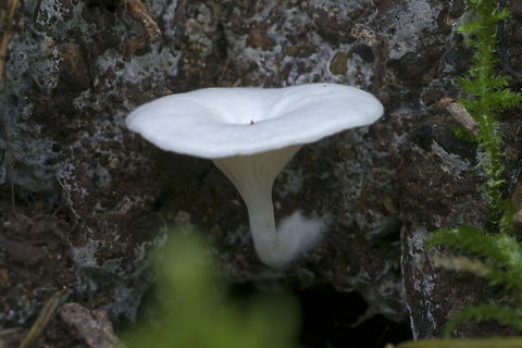 White clitocybe or waxy cap This one has me stumped :P - looks like it might be a waxy cap or perhaps a rare wood dwelling clitocybe Geotagged,Summer,United States