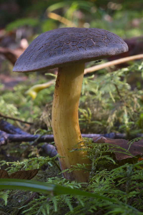 Red Cracking Bolete  Geotagged,Summer,United States,Xerocomellus chrysenteron