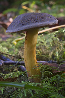 Red Cracking Bolete  Geotagged,Summer,United States,Xerocomellus chrysenteron