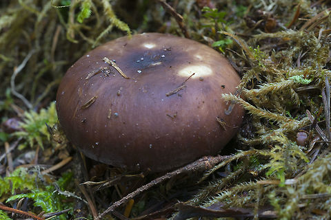 Brown Russula unfortunately there are too many brown ones to say which one this might be without dissecting it... Geotagged,Summer,United States