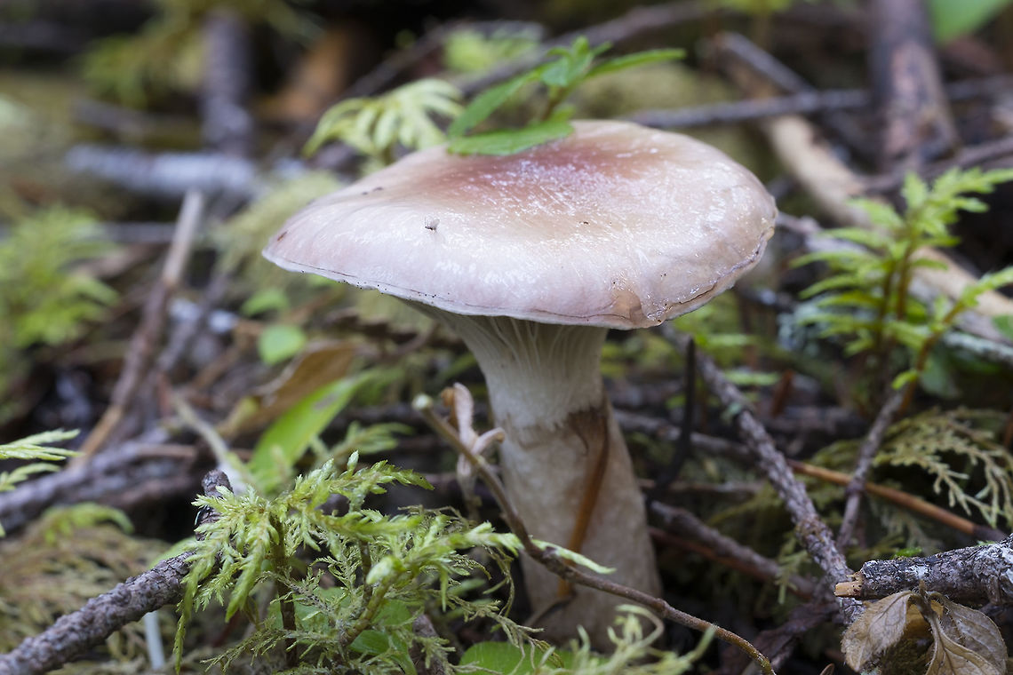 Spike Caps luckily for me a person or animal had pulled up one of these little guys so I was able to examine one in quite a bit of detail. They had no yellow at the base of the stem, which identifies them as G. smithii. Some people think this may be simply a variation of G. oregonensis, but for now it&#039;s listed as a separate species. Geotagged,Gomphidius smithii,Summer,United States