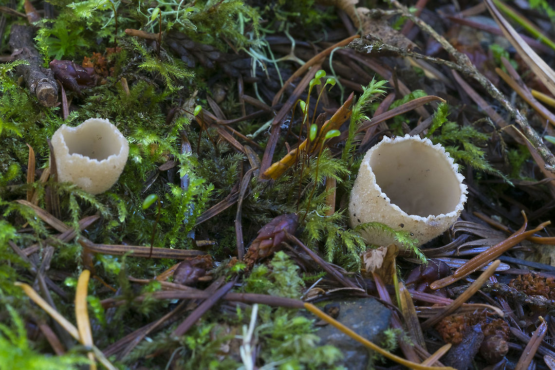 Toothed cup fungus  Fall,Geotagged,Tarzetta cupularis,United States