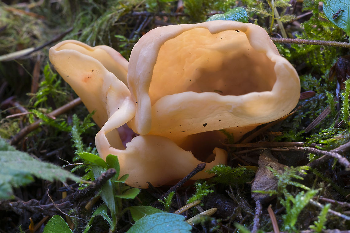 Hare's Ear  Fall,Geotagged,Otidea onotica,United States