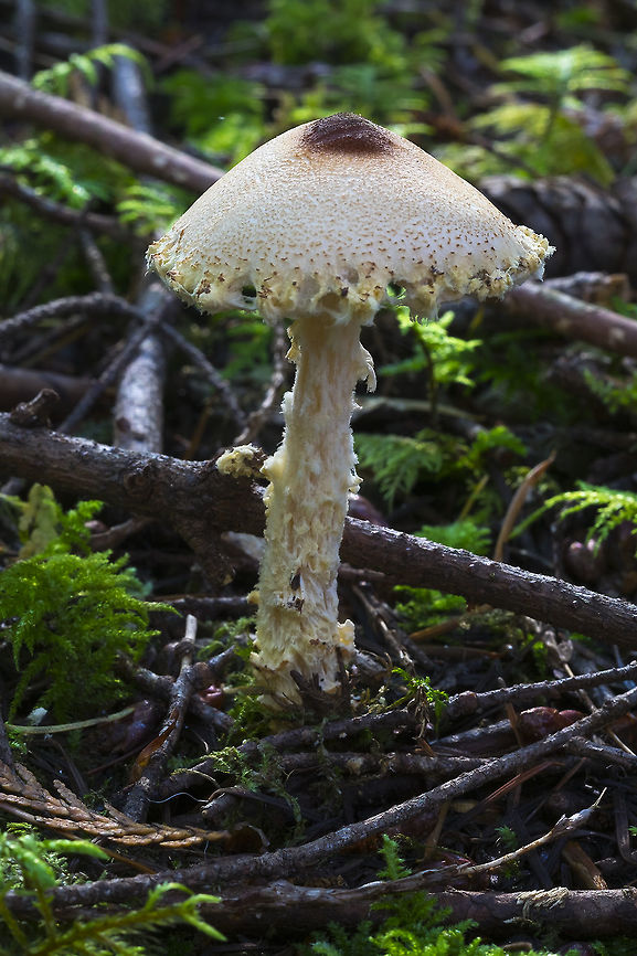 Shaggy Lepiota  Fall,Geotagged,Lepiota magnispora,United States