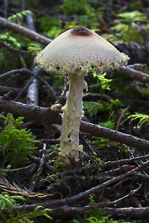 Shaggy Lepiota  Fall,Geotagged,Lepiota magnispora,United States