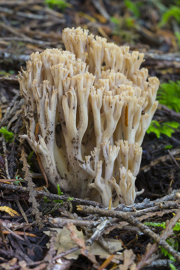 Pale tan Ramaria species  Fall,Geotagged,United States