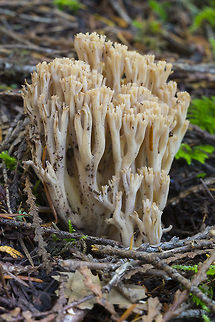 Pale tan Ramaria species  Fall,Geotagged,United States