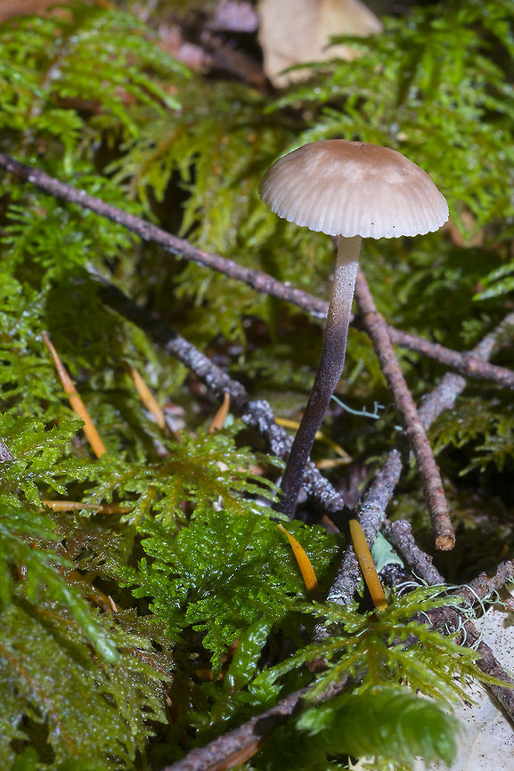 Marasmius species I found too many that look like this to id...  Fall,Geotagged,United States