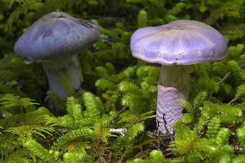 Gassy Webcap  Cortinarius traganus,Fall,Geotagged,United States