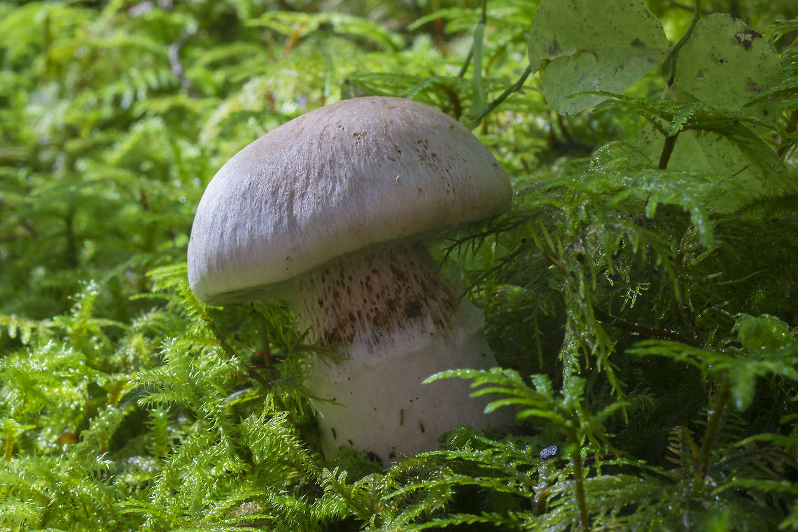 Pale Cortinarius with just a hint of lilac  Cortinarius alboviolaceus,Cortinarius anomalus,Fall,Geotagged,United States,cortinarius alboviolaceus