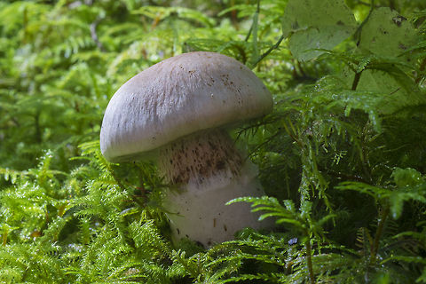 Pale Cortinarius with just a hint of lilac  Cortinarius alboviolaceus,Cortinarius anomalus,Fall,Geotagged,United States,cortinarius alboviolaceus