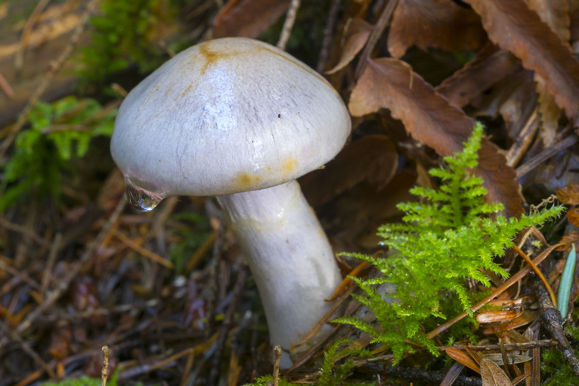 Cortinarius mutabilis  Cortinarius mutabilis,Fall,Geotagged,United States