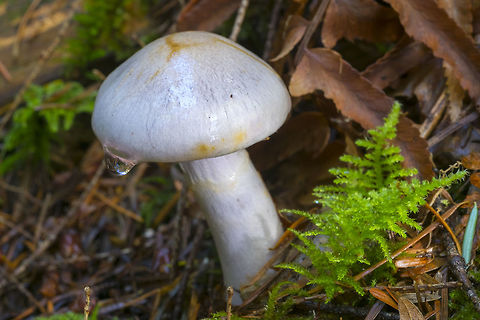 Cortinarius mutabilis  Cortinarius mutabilis,Fall,Geotagged,United States