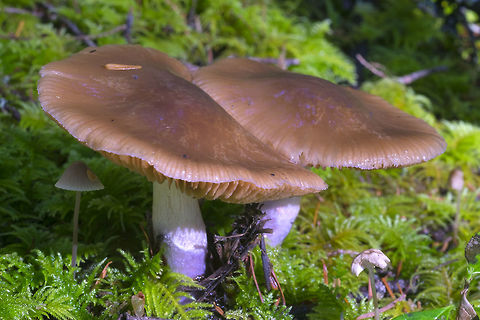 Cortinarius muscigenus  Cortinarius muscigenus,Fall,Geotagged,United States