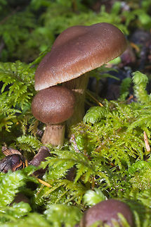 Brown/chestnut Cortinarius species  Fall,Geotagged,United States