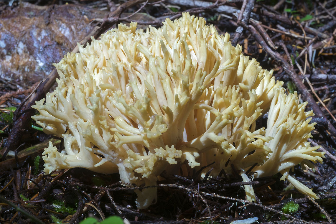 Pale, but distinctly yellow coral  Fall,Geotagged,United States