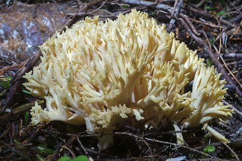 Pale, but distinctly yellow coral  Fall,Geotagged,United States