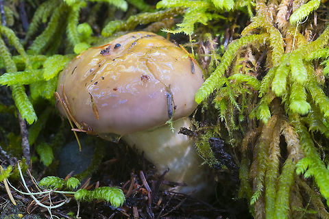Rather gelatinous lilac mushroom  Fall,Geotagged,United States